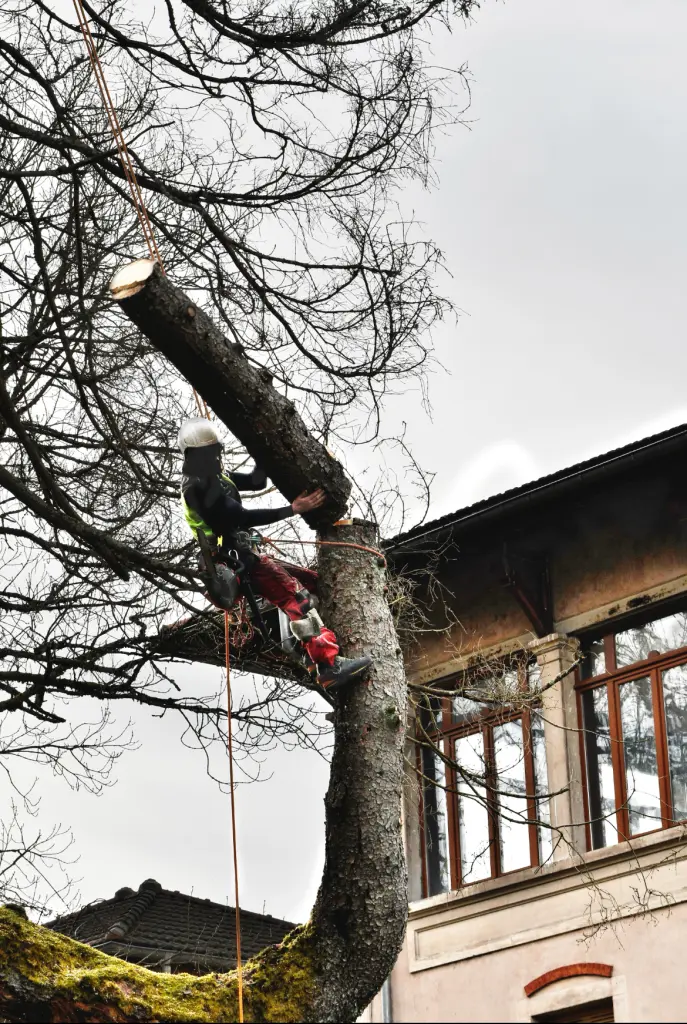 Démontage d'arbre par section près de Luxeuil-les-Bains