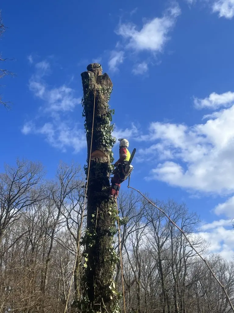 Démontage d'arbre par section à Remiremont