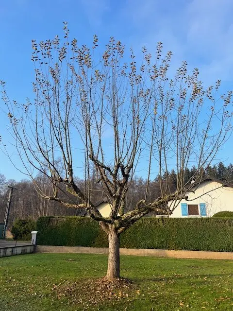 NPG Élagage - Diagnostic de vitalité de l’arbre en Haute-Saône et Vosges