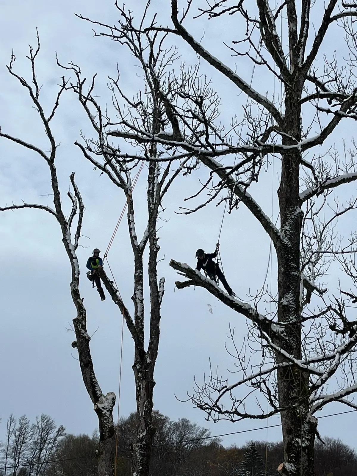 Élagueur grimpeur intervenant sur un arbre en Haute-Saône en hiver